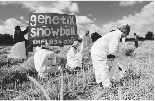 Protesters pulling up genetically modified crops from a field in Banbury, U.K., during the 1990s. Crops are genetically modified to increase productivity and to produce chemicals, among other uses.